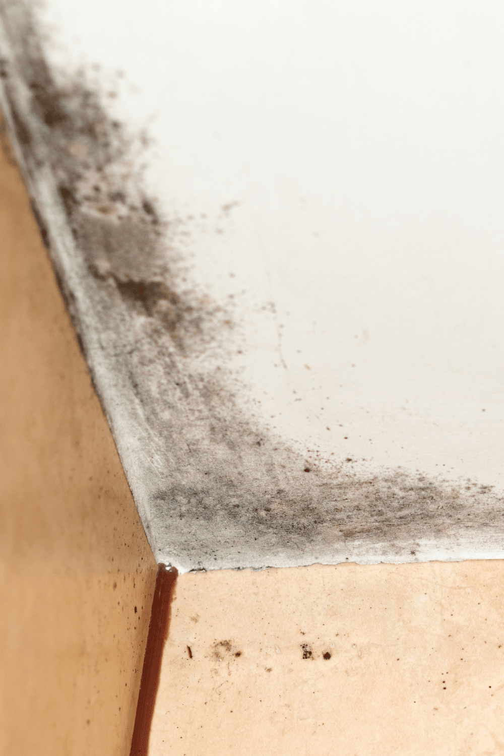 Damp In Victorian Terrace Houses How To Prevent & Cure It Sleekchic